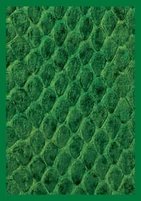 Gloss Sleeve - Dragon Hide Green (50-Pack) - Legion Premium Supplies Card Sleeves - Card Sleeves card