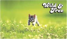 Rubber Playmat - Kitten - Legion Premium Supplies Playmats - Playmats card