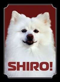 Gloss Sleeve - Shiro (50-Pack) - Legion Premium Supplies Card Sleeves - Card Sleeves card